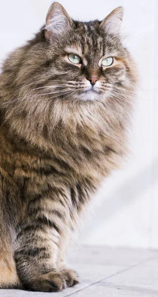 Gato de pelo largo, raza siberiana marrón — Foto de Stock