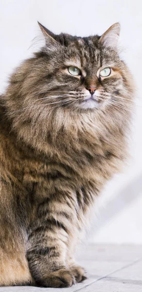 Gato de pelo largo, raza siberiana marrón — Foto de Stock