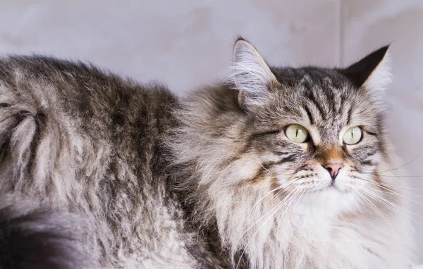 Chat aux cheveux longs, race sibérienne brune dans le jardin — Photo