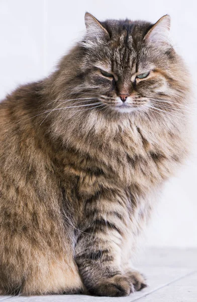 Uzun saçlı kedi, kahverengi Sibirya doğurmak — Stok fotoğraf