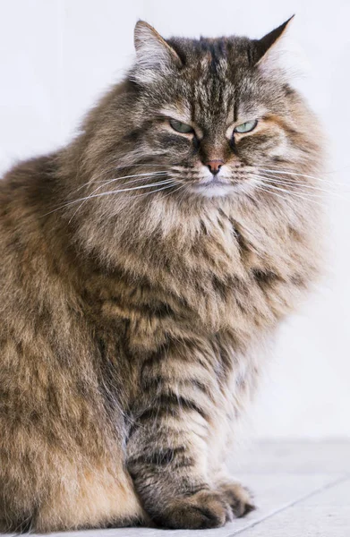 Rasy syberyjski kot długowłosy, brązowy — Zdjęcie stockowe