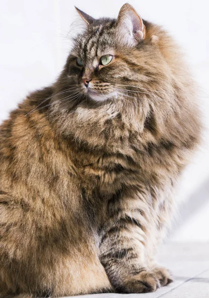 Gato de pelo largo, raza siberiana marrón —  Fotos de Stock