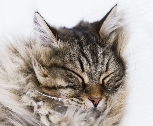 Gato de cabelos longos, raça siberiana marrom, rosto — Fotografia de Stock