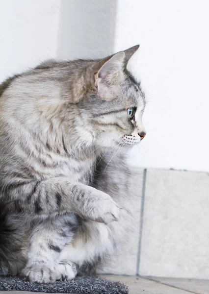 Милая серебряная кошка в доме, самка сибирской породы — стоковое фото