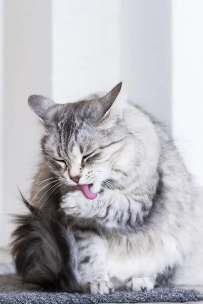 Güzel Gümüş kedi konut, dişi Sibirya doğurmak yalama po — Stok fotoğraf