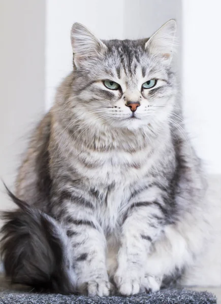 Lovely silver cat in the house, female siberian breed — Stock Photo, Image