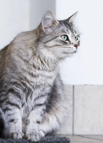 Adorável gato de prata na casa, fêmea da raça siberiana — Fotografia de Stock