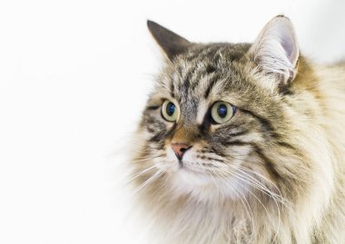 çok güzel kahverengi tekir kedi içinde belgili tanımlık ev, erkek Sibirya doğurmak