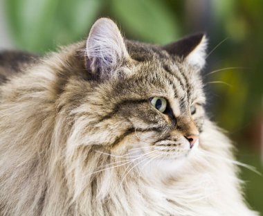 çok güzel kahverengi tekir kedi içinde belgili tanımlık ev, erkek Sibirya doğurmak