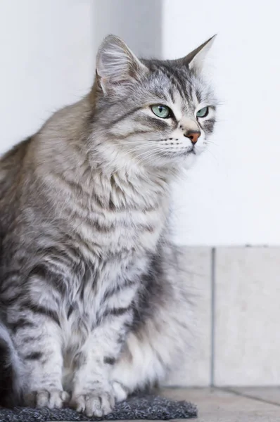 Piękny srebrny kot rasy siberian house, Kobieta — Zdjęcie stockowe