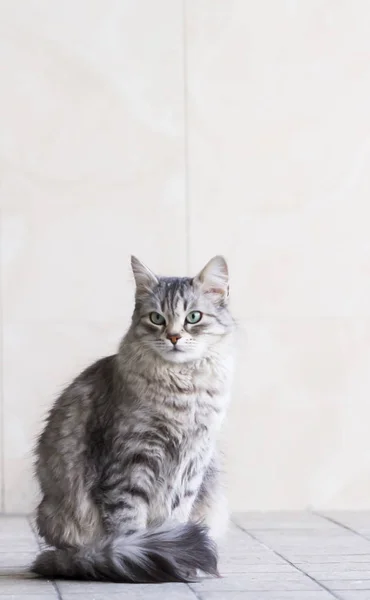 ev, dişi Sibirya doğurmak içinde güzel gümüş kedi