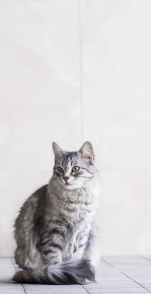 Lovely silver cat in the house, female siberian breed — Stock Photo, Image