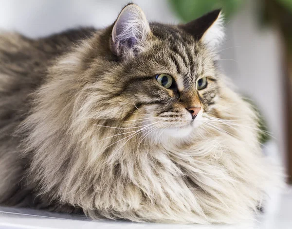 Adorável gato tabby marrom na casa, macho da raça siberiana — Fotografia de Stock