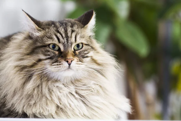 Adorable marrón tabby gato en la casa, macho siberiano crianza —  Fotos de Stock