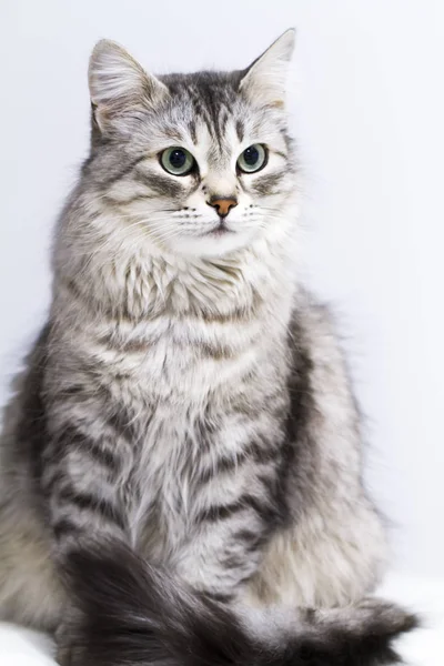 Adorável gato de prata na casa, fêmea da raça siberiana — Fotografia de Stock