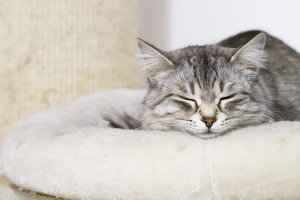 thescra üzerinde konut, dişi Sibirya doğurmak içinde güzel gümüş kedi