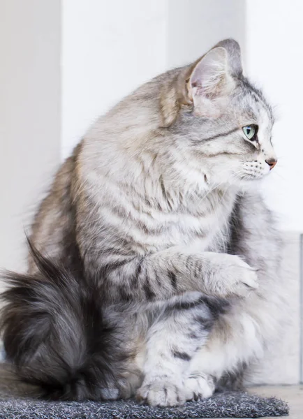 Piękny srebrny kot rasy siberian house, Kobieta — Zdjęcie stockowe