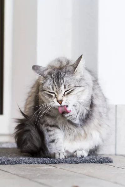 Güzel Gümüş kedi konut, dişi Sibirya doğurmak yalama po — Stok fotoğraf