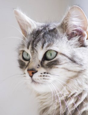 Sibirya cins bahçede oldukça gümüş kedi