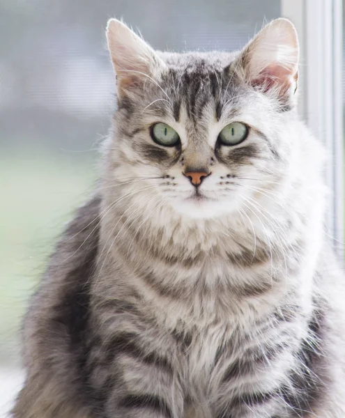 Sibirya cins bahçede oldukça gümüş kedi — Stok fotoğraf