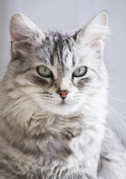 Pretty silver cat of siberian breed in the garden — Stock Photo, Image