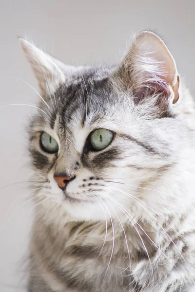 Pretty silver cat of siberian breed in the garden — Stock Photo, Image