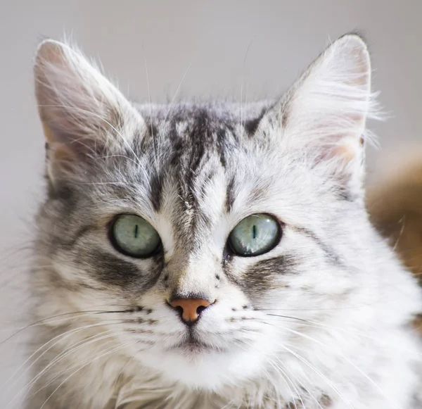 Ładny srebrny kot rasy syberyjskiej w ogrodzie — Zdjęcie stockowe