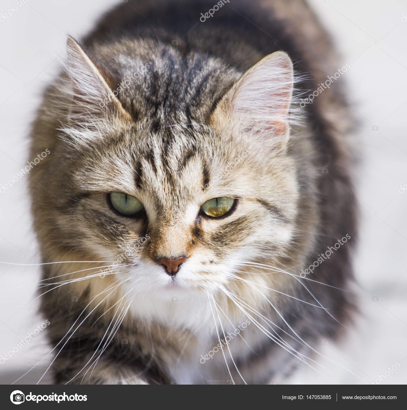 jolie chatte brune