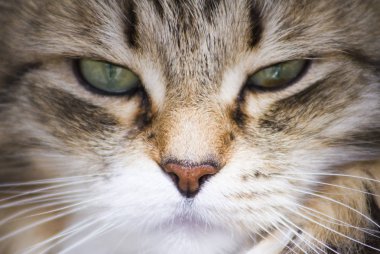 Sibirya doğurmak içinde Bahçe, kedi yüz güzel kahverengi kedi