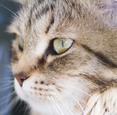 Sibirya doğurmak içinde Bahçe, kedi yüz güzel kahverengi kedi