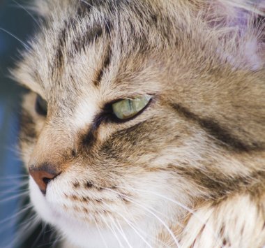 Sibirya doğurmak içinde Bahçe, kedi yüz güzel kahverengi kedi