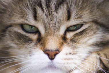 Sibirya doğurmak içinde Bahçe, kedi yüz güzel kahverengi kedi