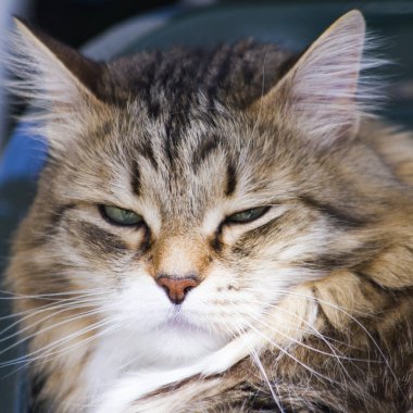 Sibirya doğurmak içinde Bahçe, kedi yüz güzel kahverengi kedi