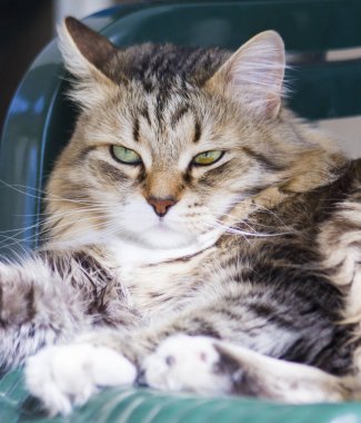Sibirya doğurmak içinde Bahçe, kedi yüz güzel kahverengi kedi