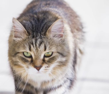 Sibirya doğurmak içinde Bahçe, kedi yüz güzel kahverengi kedi