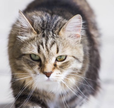 Sibirya doğurmak içinde Bahçe, kedi yüz güzel kahverengi kedi