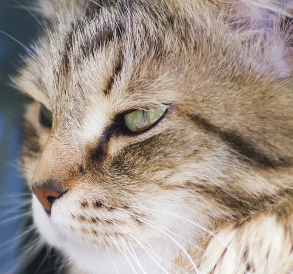 Pretty brown cat of siberian breed in the garden, feline face — Stock Photo, Image