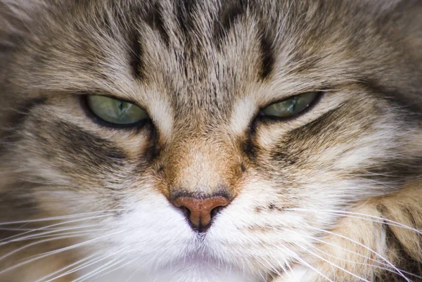 Bonito marrón gato de siberiano crianza en el jardín felino cara —  Fotos de Stock