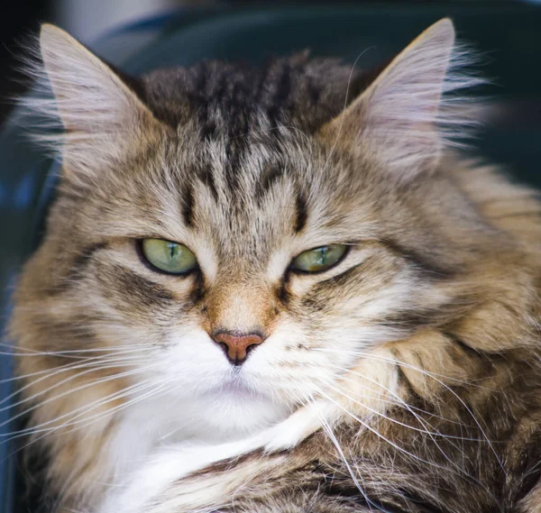 Grazioso gatto bruno di razza siberiana in giardino, viso felino — Foto Stock