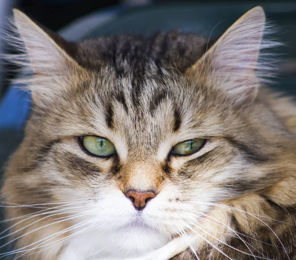 Pěkně hnědá kočka sibiřského plemene v zahradě, kočičí obličej — Stock fotografie
