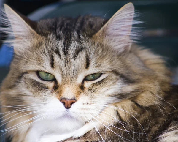 예쁜 정원, 고양이 얼굴에 시베리아 품종의 고양이 브라운 — 스톡 사진
