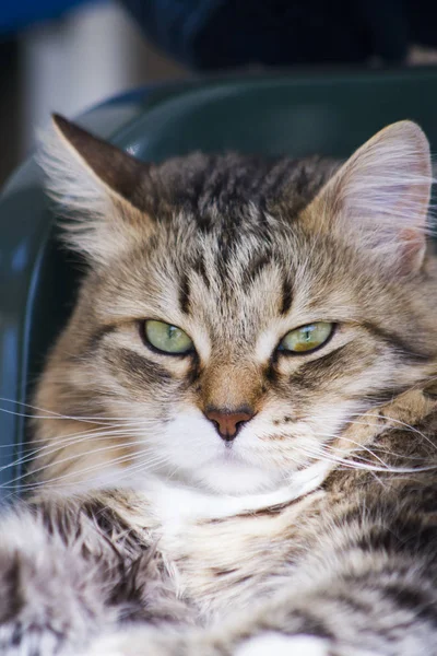 Gato muito marrom da raça siberiana no jardim, rosto felino — Fotografia de Stock