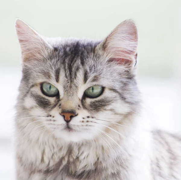 Pretty silver cat of siberian breed in the garden — Stock Photo, Image