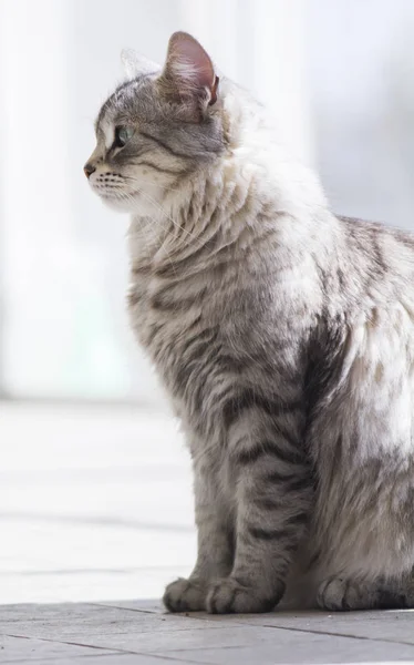 Joli chat argenté de race sibérienne dans le jardin — Photo