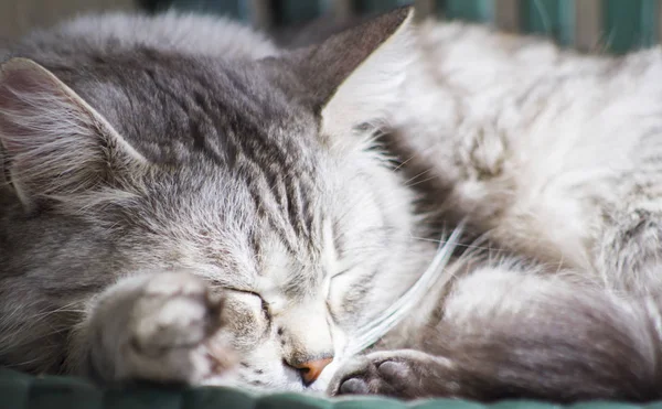 Mooie zilveren kat van Siberische ras in de tuin — Stockfoto