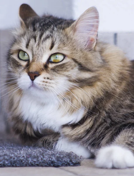 Grazioso gatto bruno di razza siberiana in giardino, viso felino — Foto Stock