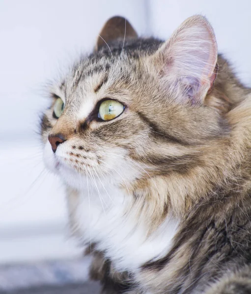 Mooie bruine kat van Siberische ras in de tuin, katachtige gezicht — Stockfoto