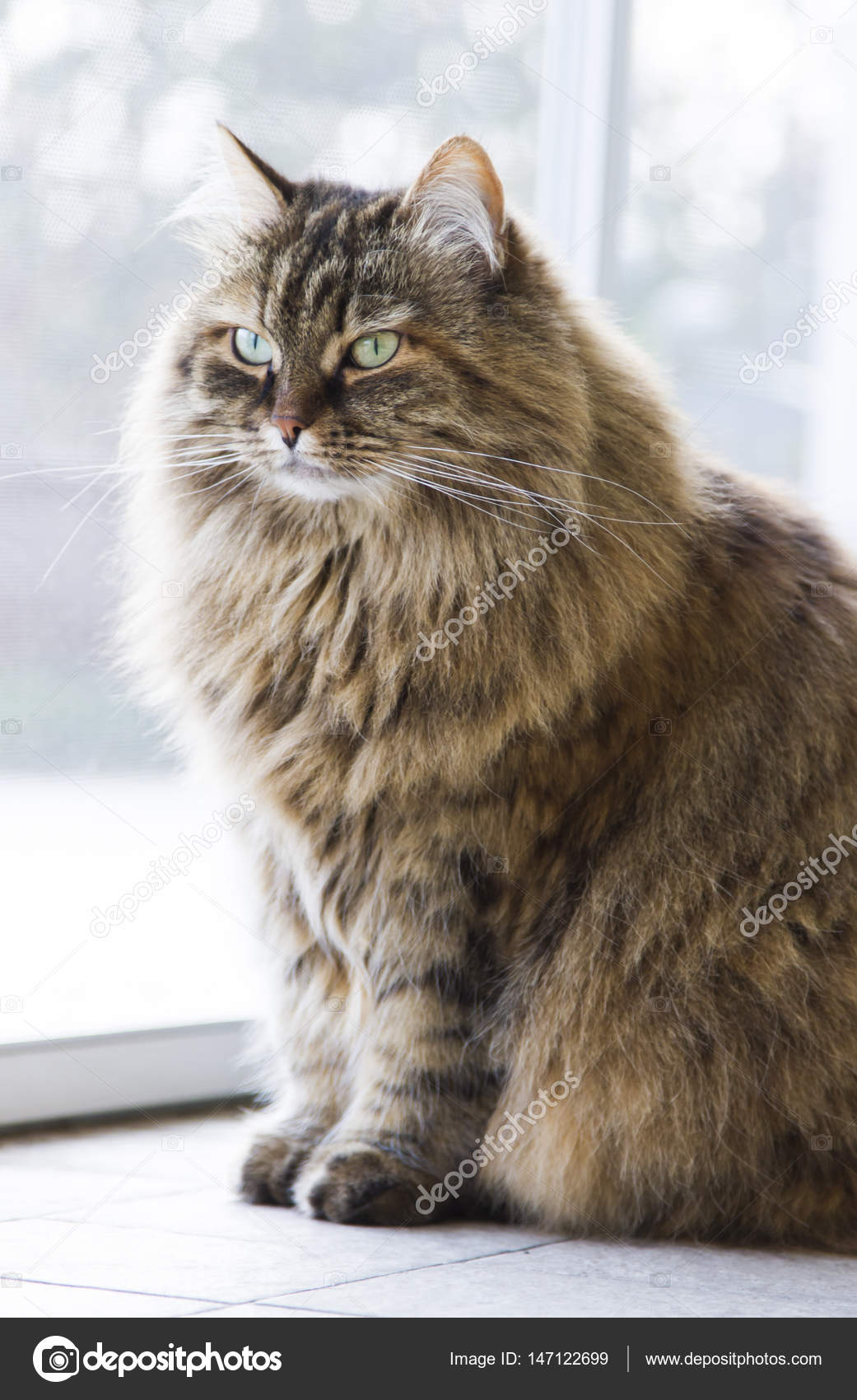 Brown Mackerel Tabby Siberian