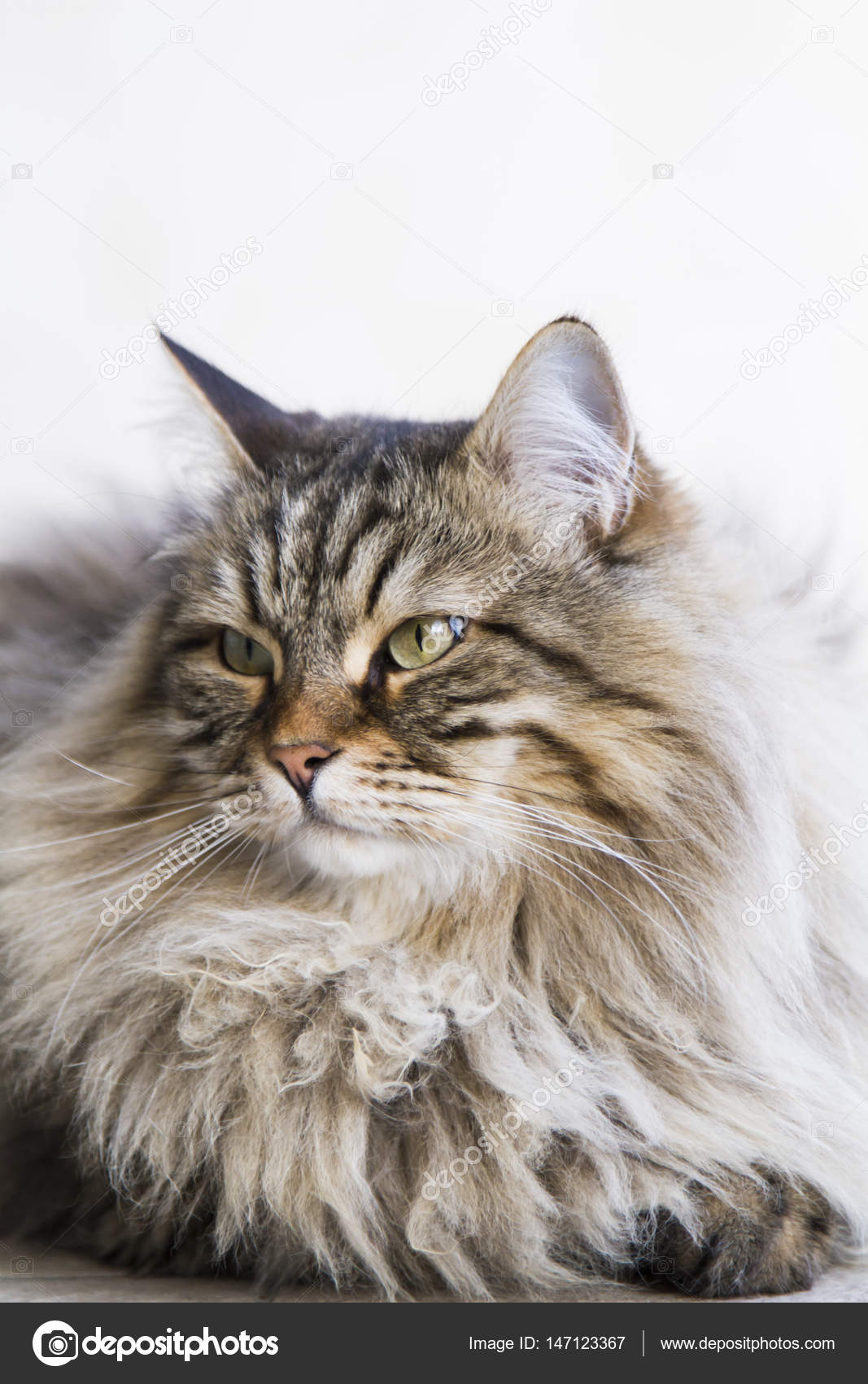 Adorable Long Haired Cat In The Garden Brown Tabby Siberian Bre Stock Photo Image By C Endomass Adorable Long Haired Cat In The Garden Brown Tabby Siberian Bre Stock Photo Image By C Endomass