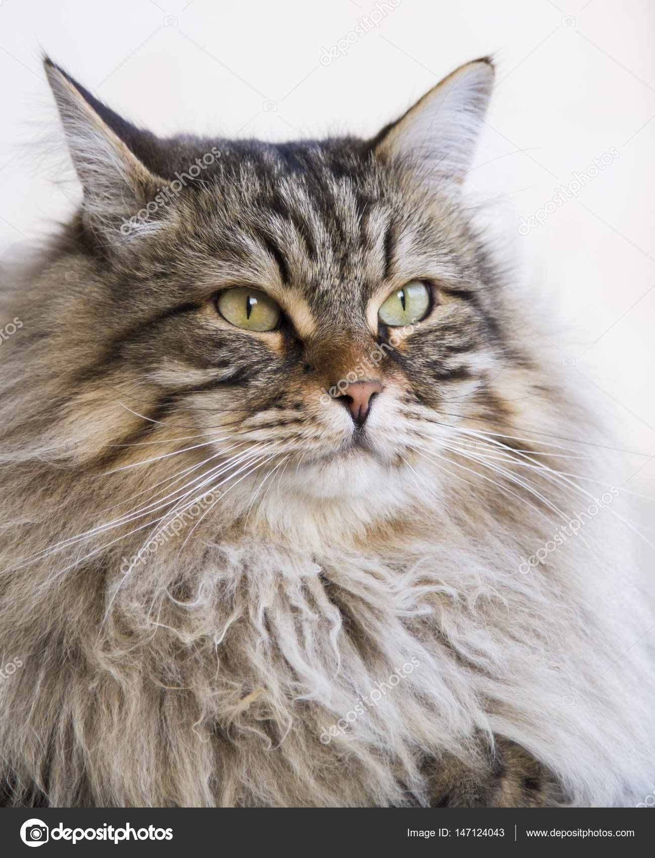 Adorable Chat Aux Cheveux Longs Dans Le Jardin Brun Tabby Siberien Bre Image Libre De Droit Par Endomass C Adorable Chat Aux Cheveux Longs Dans Le Jardin Brun Tabby Siberien Bre Image Libre De Droit Par Endomass C